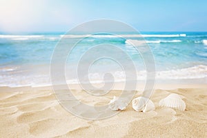 Empty sand beach and shells in front of summer sea background with copy space photo