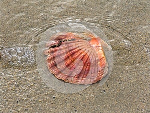 Empty Scallop Shell On The Beach - Lyme Regis