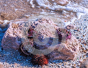 Empty sea urchin shells upon the sand along the Mediterranean Sea