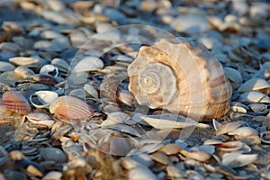 Empty seashell of marine mollusc rapana venosa