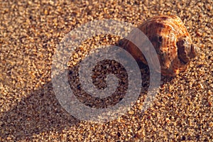 Empty seashell on the sand. Rapan on the sand