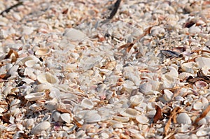 Empty seashells on beach