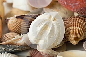 Empty see animal shells sand dollar, seashell, crab, urcihn