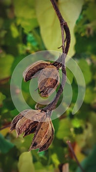 Empty Seed Pods Of Coastal Cottonwood