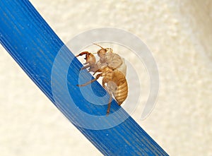 Empty shell of cicada abondoned after metamorphosi