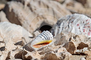 Empty shell of a cone snail washed ashore.