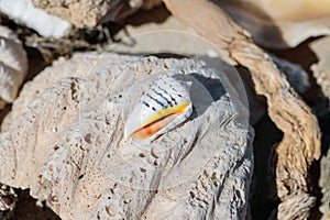 Empty shell of a cone snail.