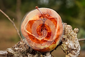 Empty shell and core of an apple eaten by the voracious Asian hornet (Vespa velutina)