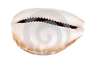 empty shell of cowry isolated on white