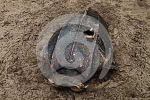 Empty shell of a dead Leatherback sea turtle Dermochelys coriacea at a beach in Tortuguero National Park, Costa Ri