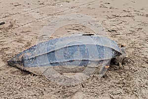 Empty shell of a dead Leatherback sea turtle Dermochelys coriacea at a beach in Tortuguero National Park, Costa Ri