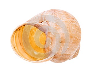 Empty shell of land snail isolated on white