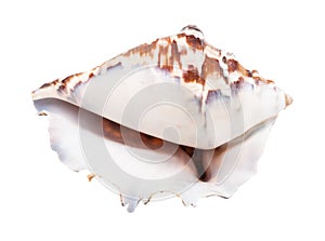 empty shell of muricidae mollusc isolated