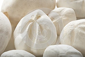 Empty shell of sea potatoes urchin Echinocardium cordatum