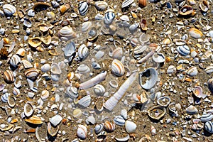 Empty shells on the beach background #2