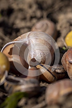empty shells of garden and grape snails on the ground, a