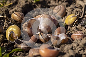 empty shells of garden and grape snails on the ground, a