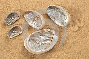 Empty shells of green ormer, Haliotis tuberculata, sea snail