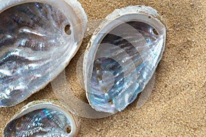Empty shells of green ormer, Haliotis tuberculata, sea snail on the sand