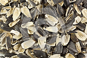 Empty shells of sunflower seeds