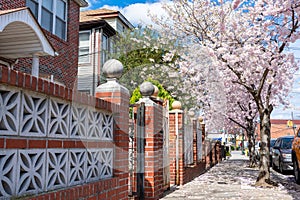 Empty Sidewalk with Flowering Trees next to Homes during Spring in Woodside Queens New York