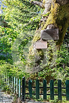 Empty signboards on a tree trunk for text message or advertise