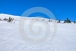 Almost Empty Ski Slope and Sparse Spruce Trees