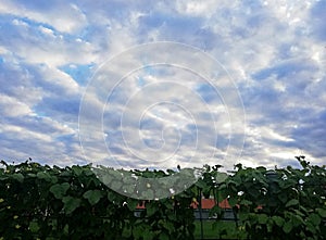 Empty sky scape with cloud formation