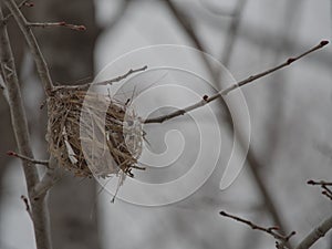 Empty small bird nest in a tree in the forest in winter, no eggs