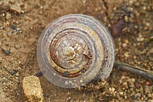 Empty snail shell