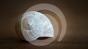 Empty snail shell as decoration on a table
