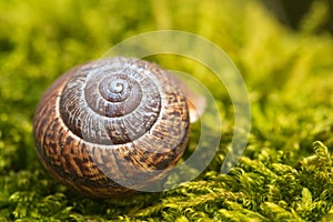 Empty snail shell on green moss