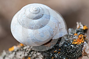 Empty snail shell house on an old dry tree