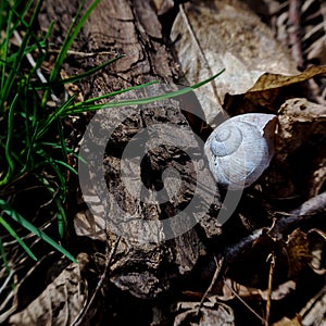 Empty Snail Shell in Nature