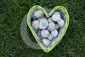 Empty snail shells in a heart-shaped basket