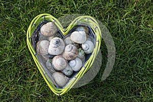 Empty snail shells in a heart-shaped basket