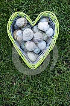 Empty snail shells in a heart-shaped basket