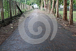 Empty space, road, cement, in the park, big trees, landscape,