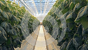 Empty space between two rows of cucumber bushes in a greenhouse