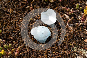 Empty spotted broken egg