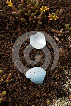 Empty spotted broken egg