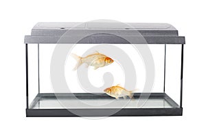 Empty squared fish tank