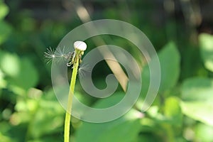 Empty the stem of a dandelion