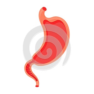 Empty stomach. Heaviness of stomach, bloating, pain in the alimentary tract and acid heartburn. Duodenal problems and human organ