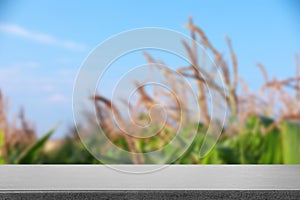Empty stone surface and blurred view of corn field. Space for text