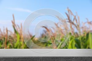 Empty stone surface and view of beautiful corn field. Space for text