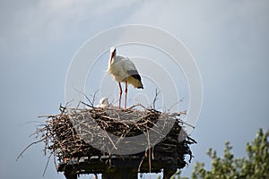 Empty storks nest blue sky