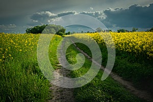 Empty straight dirt road next to a rape field and cloudy sky