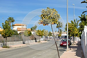 Empty street with mandarin trees of Torrevieja, Spain