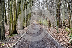 An empty streets through a forest in Berlin